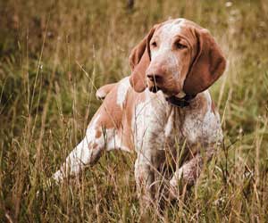 A young Bracco Italiano at 5 months of age on point
