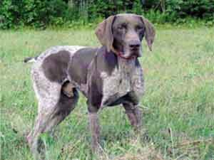 Bjorn is one of the stud dogs at Autumn Breeze Kennel