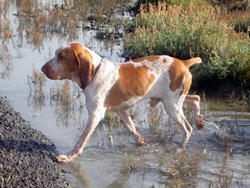 The Bracco Italiano Autumn Breeze Kennel