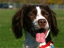 A liver and white Brittany Spainiel hunting dog that was trained at Autumn Breeze Kennel