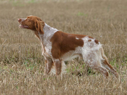 A Brittany Spaniel hunting dog that was trained at Autumn Breeze Kennel