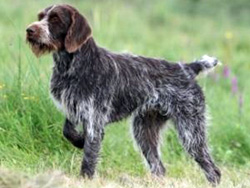 A Český Fousek gun dog on point while training at Autumn Breeze Kennel