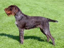 A Český Fousek hunting dog that was trained at Autumn Breeze Kennel