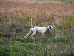 A Bracco Italiano hunting dog that was trained at Autumn Breeze Kennel