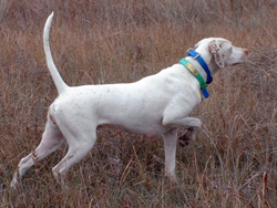 A Bracco Italino gun dog on point while training at Autumn Breeze Kennel