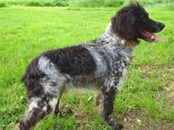 french brittany puppies