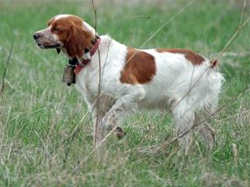 french brittany spaniel