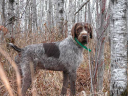 A German Wirehaired Pointer gun dog on point while training at Autumn Breeze Kennel