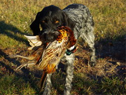 A German Wirehaired Pointer hunting dog that was trained at Autumn Breeze Kennel