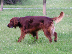 An Irish Setter gun dog walking in the field.