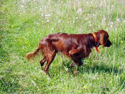 irish setter hunter