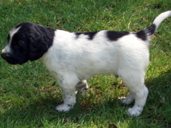 large munsterlander puppies price