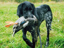 A Large Munsterlander gun dog with a retrieved duck while training at Autumn Breeze Kennel