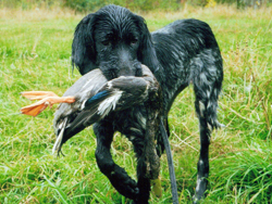 Munsterlander pointer for clearance sale