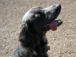A Longhaired Weimaraner hunting dog that was trained at Autumn Breeze Kennel