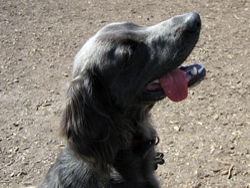 long haired weimaraner