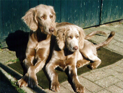 Blue long haired on sale weimaraner for sale