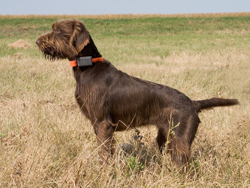 A Longhaired Weimaraner hunting dog that was trained at Autumn Breeze Kennel