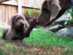 is a slovakian wirehaired pointer a good family dog