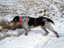 spinone hunting dog