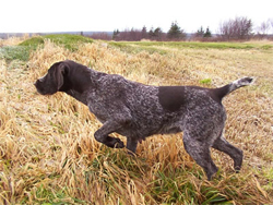 A Verein Deutsch Drahthaar hunting dog on point at Autumn Breeze Kennel