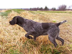 The Verein Deutsch Drahthaar - Autumn Breeze Kennel