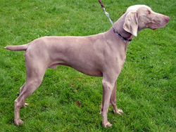 A Weimaraner hunting dog that was trained at Autumn Breeze Kennel