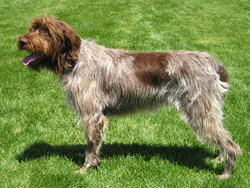 wirehaired pointing griffon duck hunting