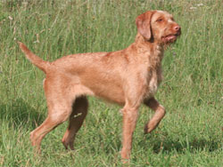 can a wirehaired vizsla guard a home