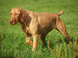 A Wirehaired Vizsla hunting dog that was trained at Autumn Breeze Kennel