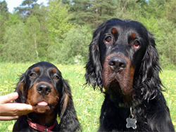 An older Gordon Setter and a younger Gordon Setter gun dog.