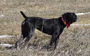 Echo is a female German Shorthair at Autumn Breeze Kennel