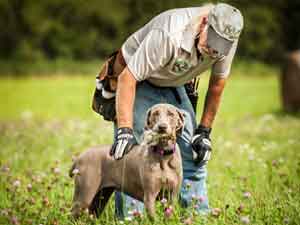 Ed Erickson training a Weimaraner at Autumn Breeze Kennel