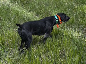 Autumn is a 2 year old female German Shorthaired Pointer for sale