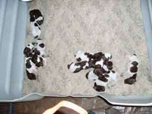 A litter of German Shorthaired Pointer puppies at Autumn Breeze Kennel