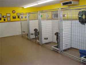 A view of the clean and modern indoor kennels at Autumn Breeze Kennel