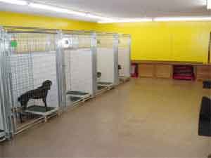 A view of the clean and modern indoor kennels at Autumn Breeze Kennel