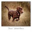 images/photos/labrador-retriever-deacon.jpg
