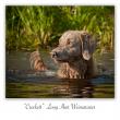 images/photos/longhair-weimarner-crockett.jpg
