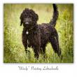 images/photos/pointing-labradoodle-windy.jpg