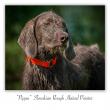 images/photos/slovakian-rough-haired-pointer.jpg