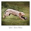 images/photos/spinone-italiano-gjelina.jpg