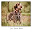 images/photos/spinone-italiano-kIrby.jpg