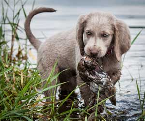 A Weimeraner puppy at 6 weeks of age retrieving a duck