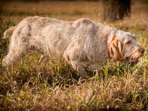 Ricco est un Spinone Italiano qui est sur le point de s'entraîner à Autumn Breeze Kennel